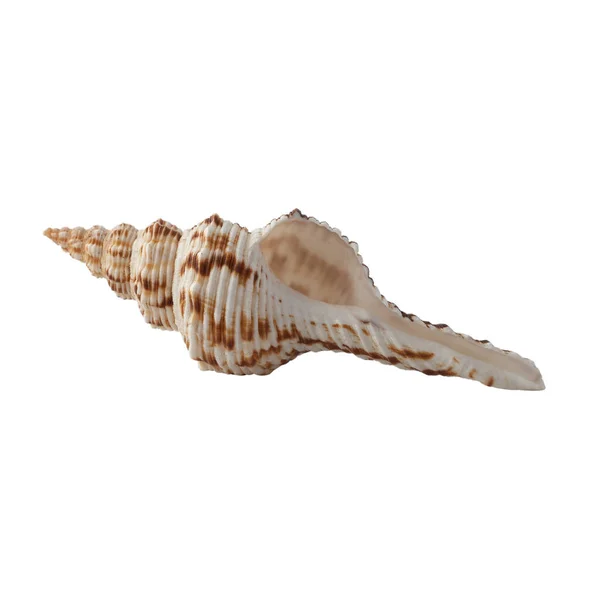Seashell Izolované Bílém Pozadí Shell Design — Stock fotografie
