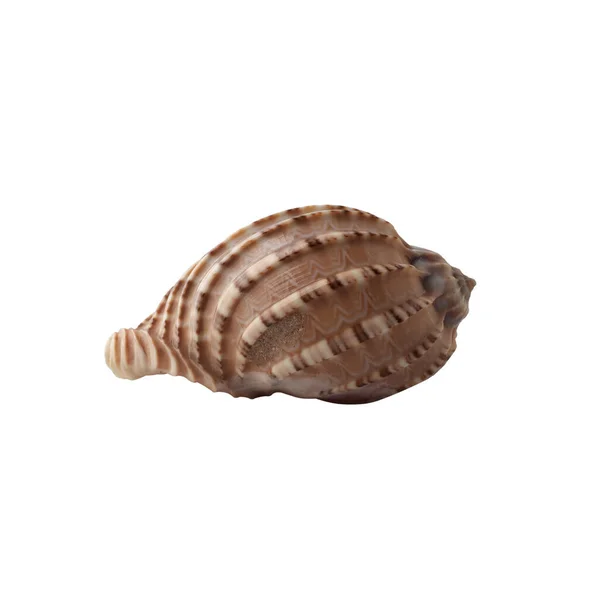 Schelp Geïsoleerd Witte Achtergrond Shell Voor Ontwerp — Stockfoto