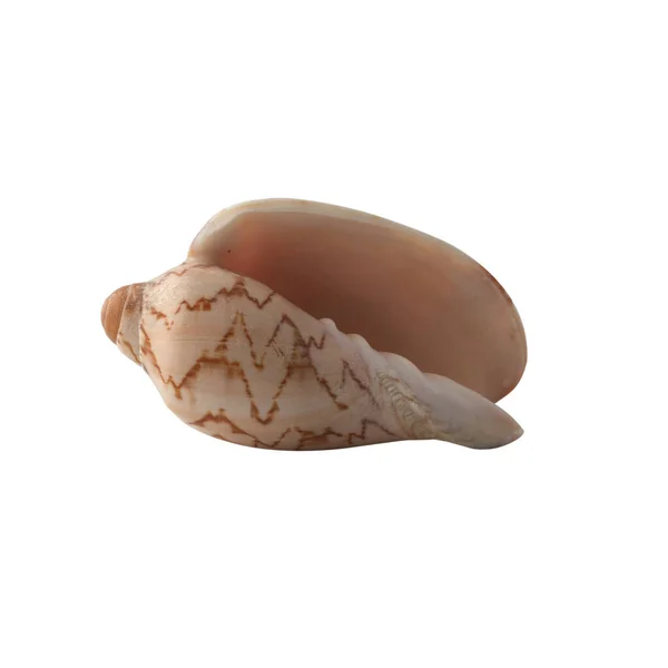 Seashell Isolato Sfondo Bianco Shell Design — Foto Stock