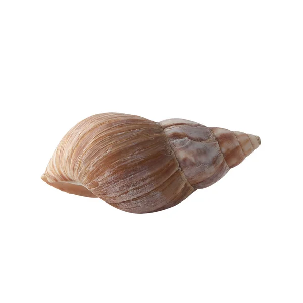 Schelp Geïsoleerd Witte Achtergrond Shell Voor Ontwerp — Stockfoto