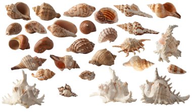 Beyaz arkaplanda izole edilmiş farklı deniz kabukları koleksiyonunu ayarla.