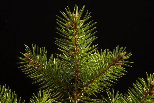 Top Pine Tree Close Macro Black Background — Stock Photo, Image