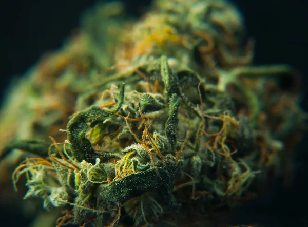 Dried Marijuana Bud Big Close Macro Texture Crystals Trichomes — Stock Photo, Image