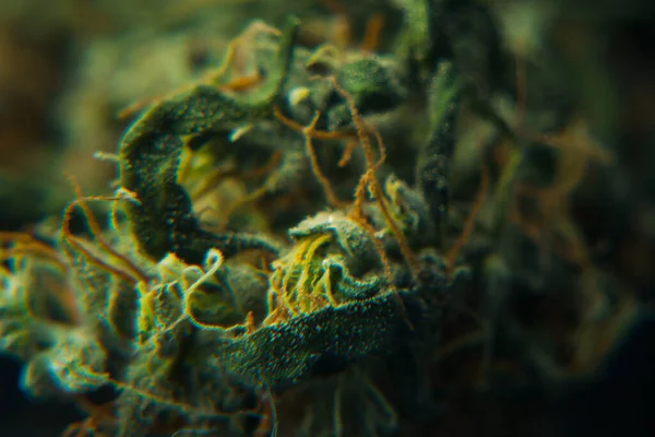 Suszone Pąki Marihuany Duże Zbliżenie Makro Trichomes Kryształów Tekstury — Zdjęcie stockowe