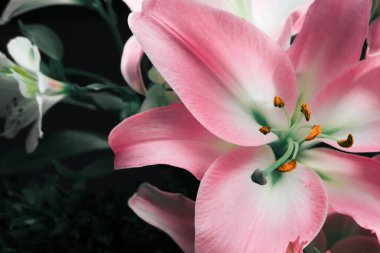 Lily Bud siyah bir arka planda yakın plan çekiyor. Kapalı taç yaprakları detayı.