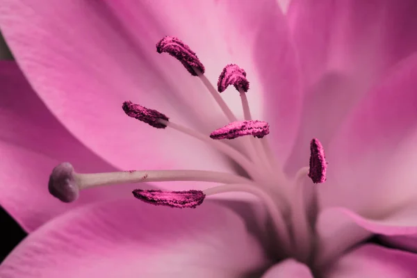 Lily Bud Close Black Background Close Petals Detail — Stock Photo, Image