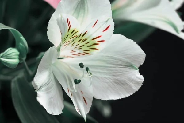 Lily Bud Close Black Background Close Petals Detail — Stock Photo, Image