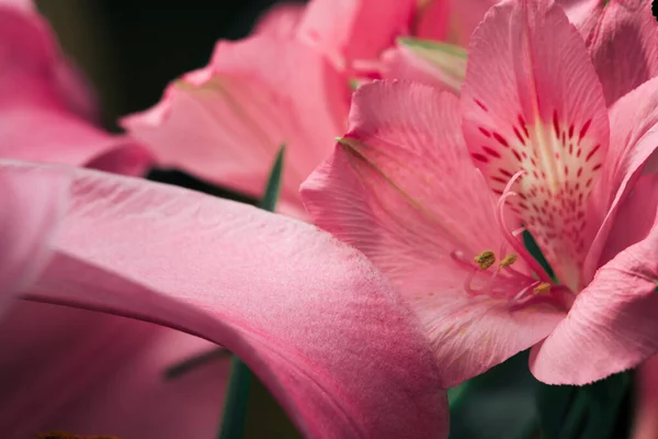 Lily Bud Siyah Bir Arka Planda Yakın Plan Çekiyor Kapalı — Stok fotoğraf