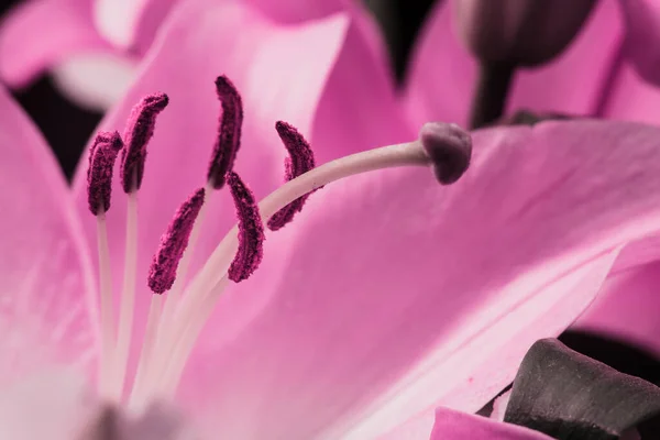 Lily Bud Close Fundo Preto Detalhe Pétalas Close — Fotografia de Stock