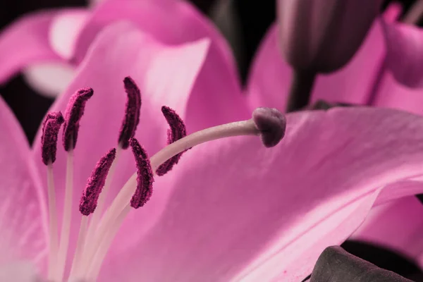 Lily Bud Close Black Background Close Petals Detail — Stock Photo, Image