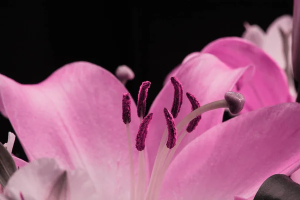 Lily Bud Close Black Background Close Petals Detail — Stock Photo, Image