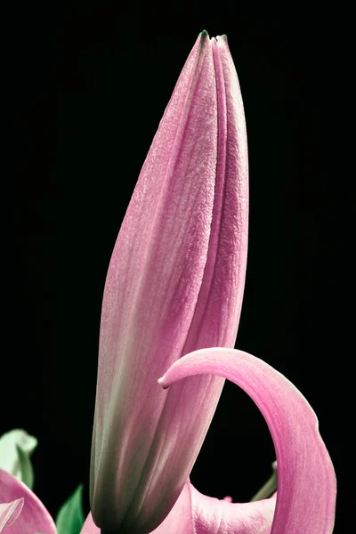 Pink Lily Closed Bud Close Black Background — Stock Photo, Image