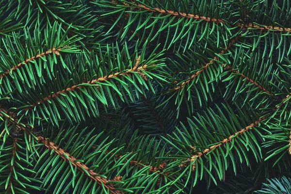 Christmas New Year Background Empty Pine Branches — Stock Photo, Image