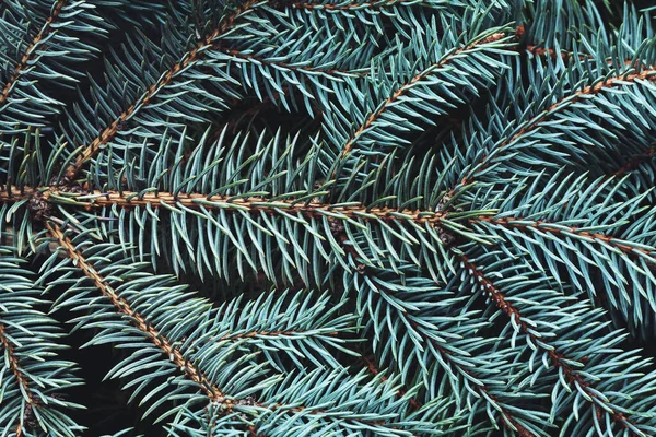 Christmas New Year Background Empty Pine Branches — Stock Photo, Image