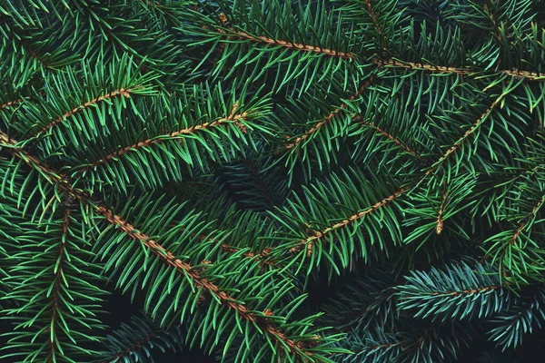 Christmas New Year Background Empty Pine Branches — Stock Photo, Image