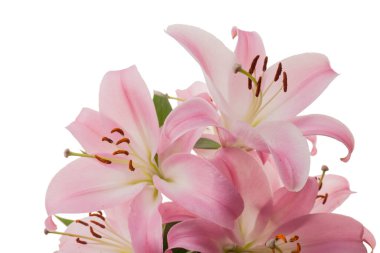 Çiçeklerin stüdyo fotoğrafı, mesaj için yeri boş. Tebrik kartı. Kart, kartpostal, davetiye, tebrik ve düğün tebriği..