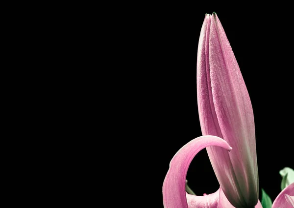 Κλειστό Ροζ Μπουμπούκι Κρίνου Απομονωμένο Μαύρο Φόντο Κενό Διάστημα Για — Φωτογραφία Αρχείου