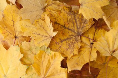Sarı yaprakların sonbahar arkaplanı. Altın sonbahar. Düz üst görünümün yakın çekimi.