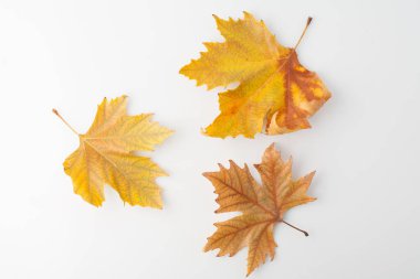 Sonbahar beyaz arka plan, sarı yapraklar ve boş alan. Minimalist basit. Düz üst görünüm.