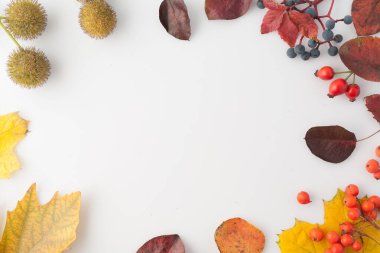 Sonbahar beyaz arka plan, sarı yapraklar ve boş alan. Minimalist basit. Düz üst görünüm.