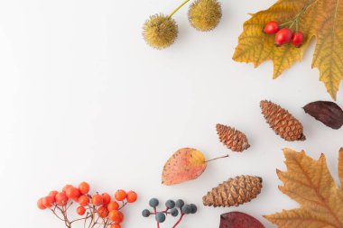 Sonbahar beyaz arka plan, sarı yapraklar ve boş alan. Minimalist basit. Düz üst görünüm.