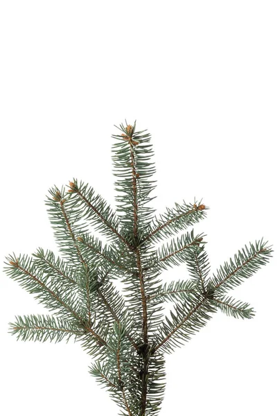 Pine Branch Isolated White Background Christmas Fir Fir Tree Branch — Stock Photo, Image