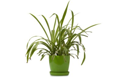 Beyaz arkaplanda izole edilmiş tencerede klorofil.