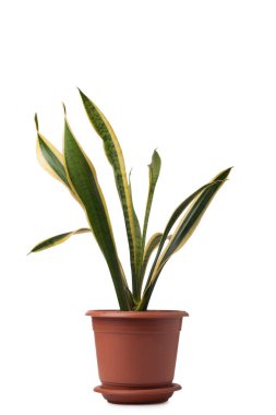 Esrardaki Sansevieria beyaz arkaplanda izole edilmiş.