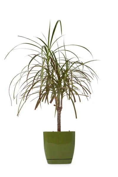 Dracaena Vaso Isolado Sobre Fundo Branco — Fotografia de Stock