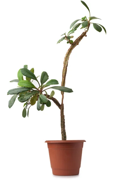 Euphorbia Pot Geïsoleerd Witte Achtergrond — Stockfoto