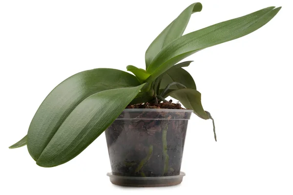 Orchidaceae Pot Geïsoleerd Witte Achtergrond — Stockfoto