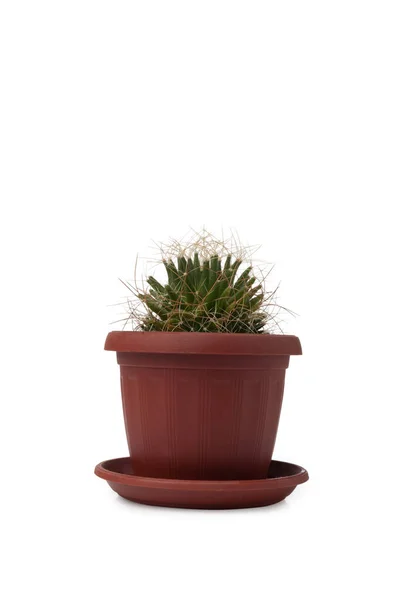 Cactus Pot Geïsoleerd Witte Achtergrond — Stockfoto