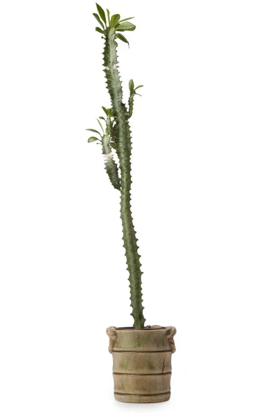 Euphorbia Trigona Pot Geïsoleerd Witte Achtergrond — Stockfoto