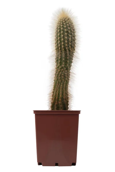 Cactus Pot Geïsoleerd Witte Achtergrond — Stockfoto