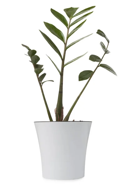 Zamioculcas Vaso Isolado Sobre Fundo Branco — Fotografia de Stock