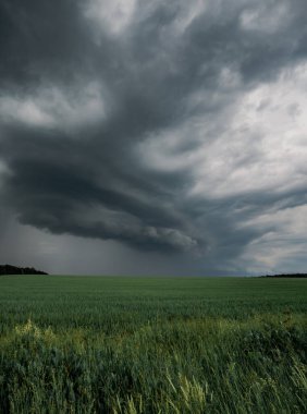 Yeşil çimenli bulutlu bir arazi. Fırtına, hava ve hasat öncesi dramatik tehdit havası.