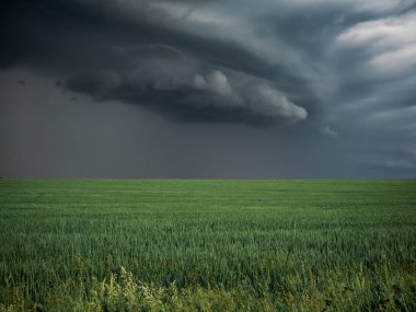 Yeşil çimenli bulutlu bir arazi. Fırtına, hava ve hasat öncesi dramatik tehdit havası.
