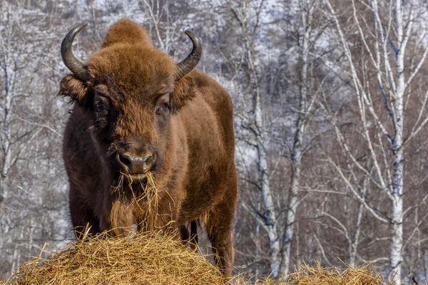 Bisons wildes Säugetier-Porträt — Stockfoto