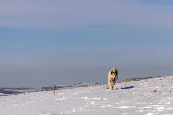 Dog mountain snow winter run — Stock Photo, Image