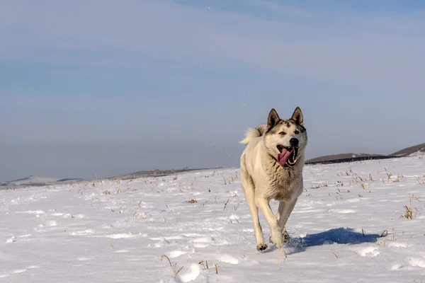 Dog mountain snow winter run — Stock Photo, Image