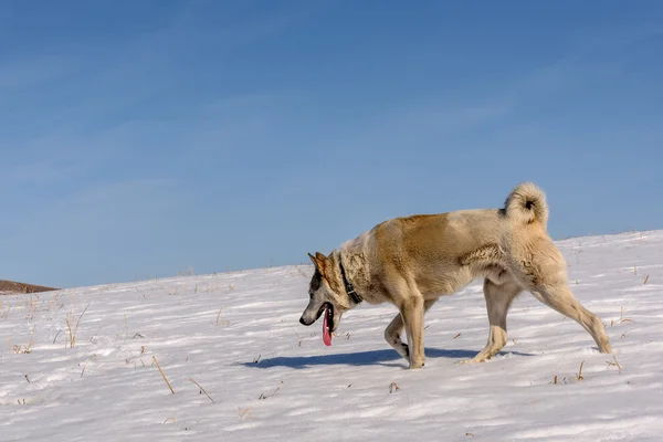 Dog mountain snow winter run — Stock Photo, Image