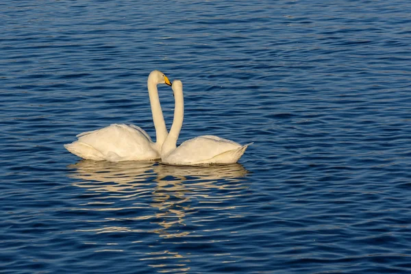 天鹅湖夫妇冬季鸟类 — 图库照片