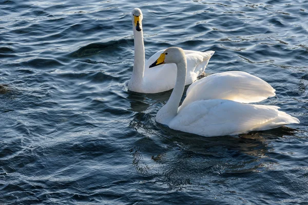 Swan lake couple winter birds — Stock Photo, Image