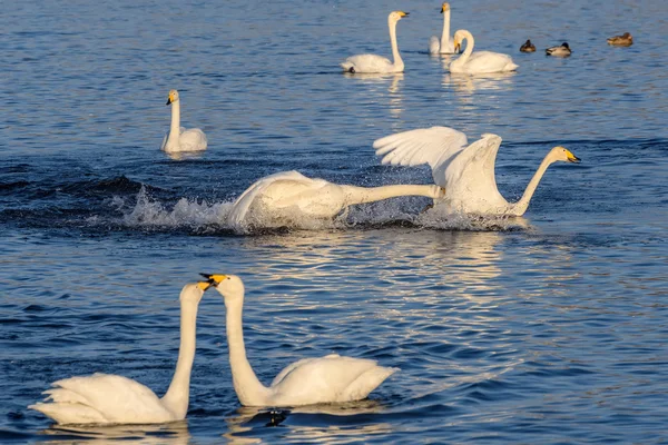 Swan lake fight winter birds — Stock Photo, Image