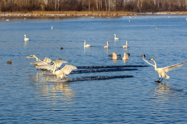 Swan lake fight winter birds fly — Stock Photo, Image