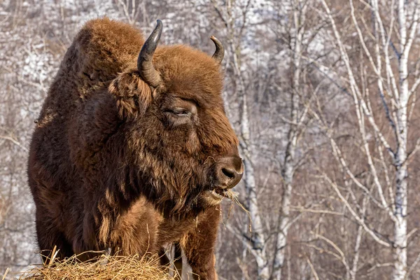 Bison wild mammal portrait hay — Stock Photo, Image