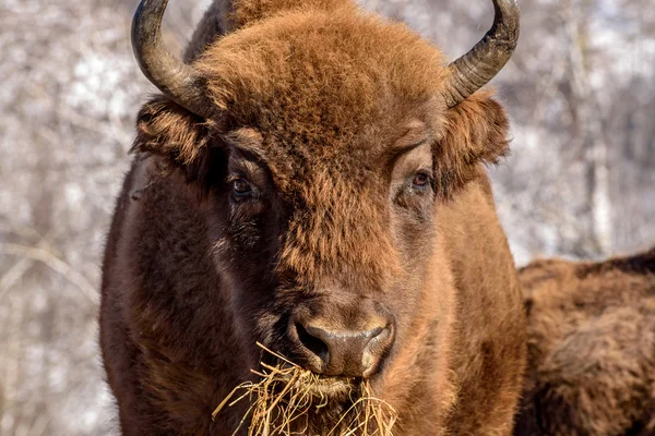 Bisons wildes Säugetier Portrait Heu — Stockfoto