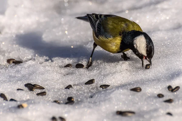 Tit bird seeds snow — Stock Photo, Image