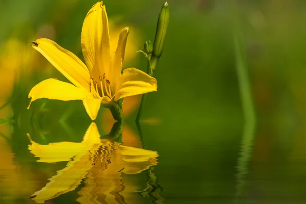 Yellow lily flowers water reflection — Stock Photo, Image