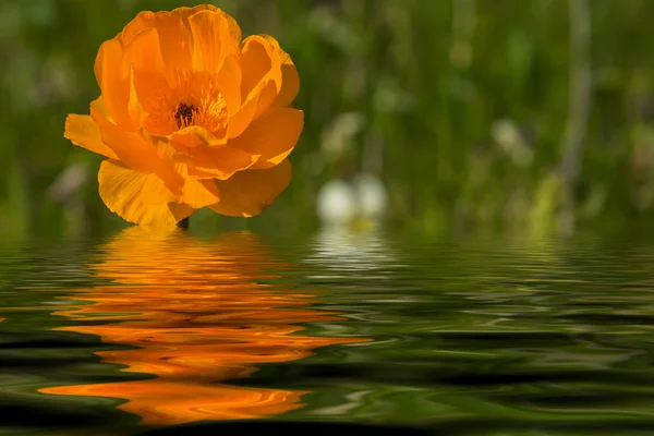 Orange flower meadow water reflection — Stock Photo, Image